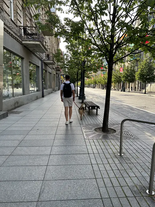 Rear view of a man with a backpack walking a dog on a leash along a wide paved sidewalk lined with trees and historic buildings.