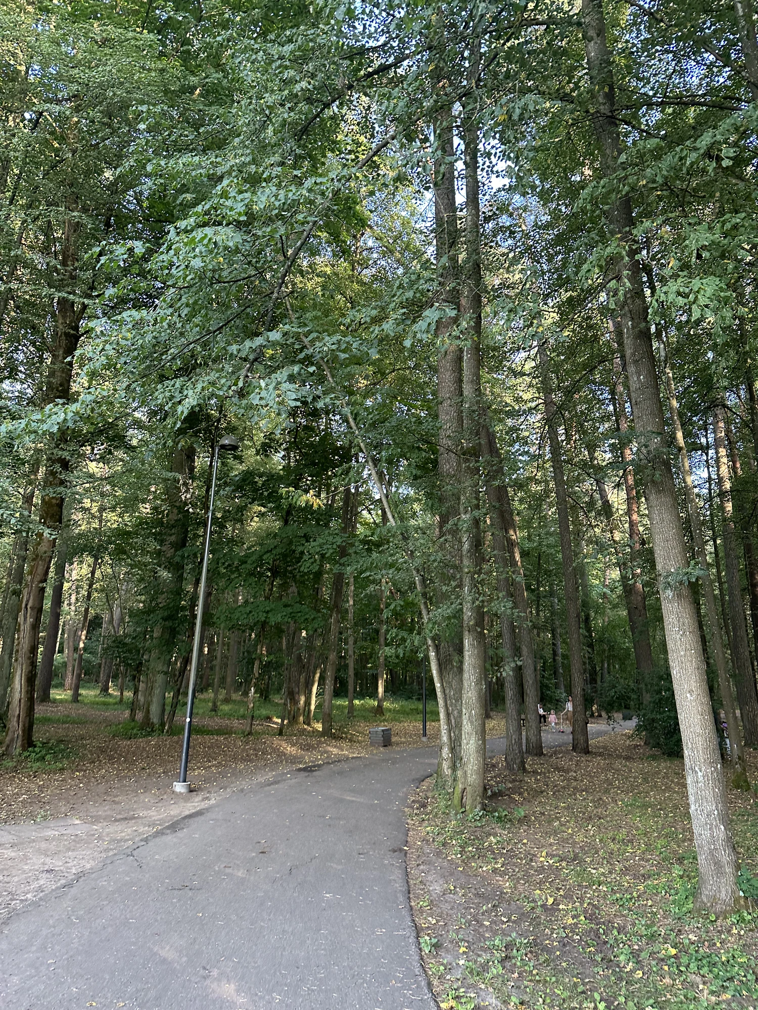 A paved walking path curves through a dense forest of tall green trees with a lamppost on the side.
