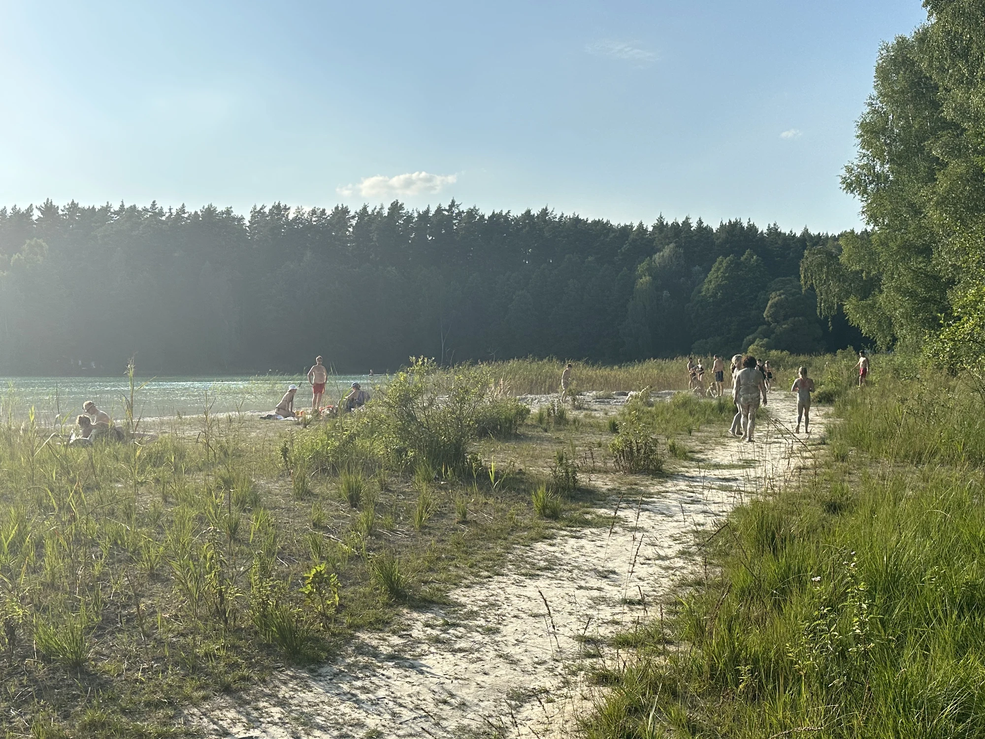 A sandy path leads towards a lake beach where people are sunbathing and swimming, bordered by green grass and a dense pine forest under a clear blue sky.
