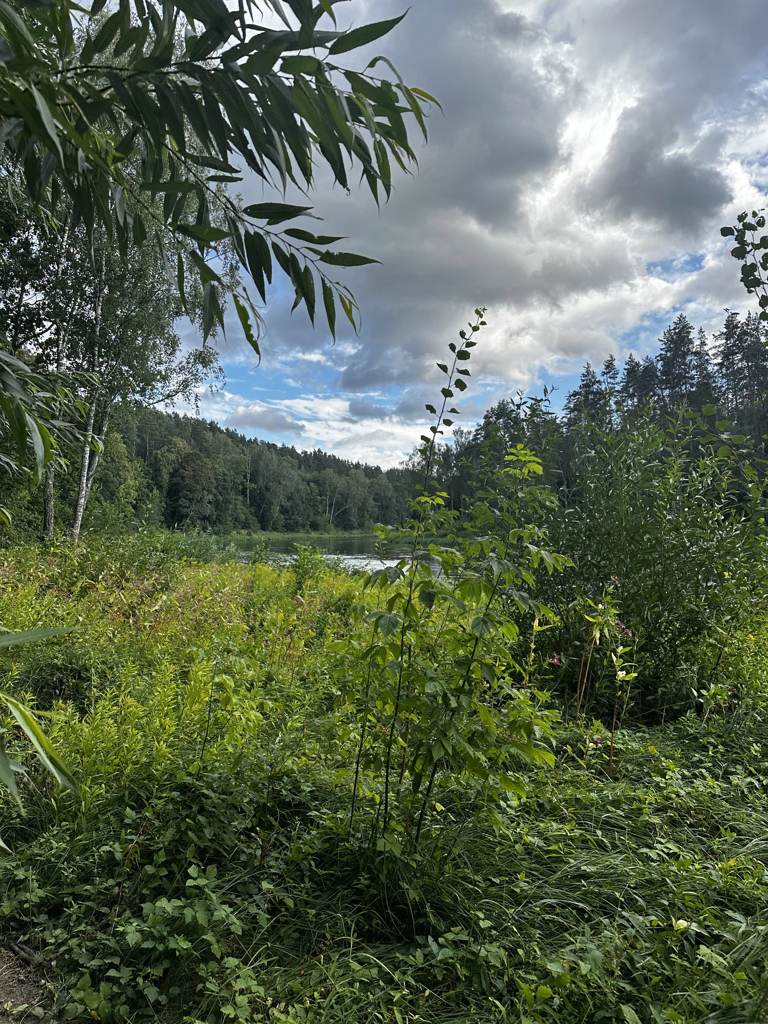 A view through green willow leaves and wild riverside vegetation towards a calm river surrounded by dense pine forests under a cloudy sky.