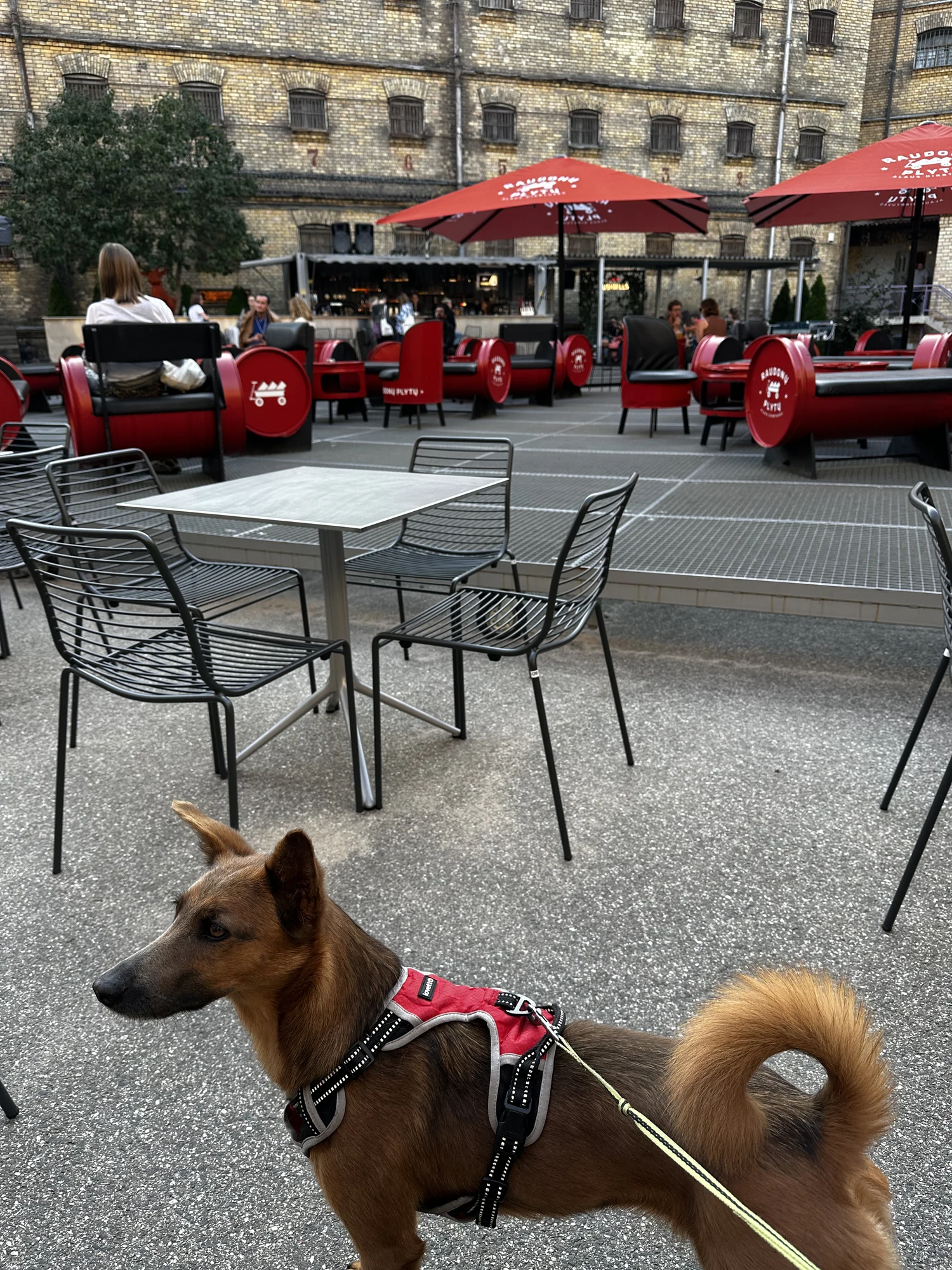 A brown dog wearing a red harness stands in the foreground of an outdoor cafe courtyard with black chairs, red barrel seats, and the brick facade of Lukiškės Prison in Vilnius.