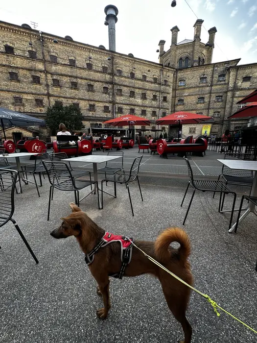 A brown dog with a red harness stands on a leash in the paved courtyard of Lukiškės Prison in Vilnius, with outdoor cafe tables and the yellow-brick prison building in the background.