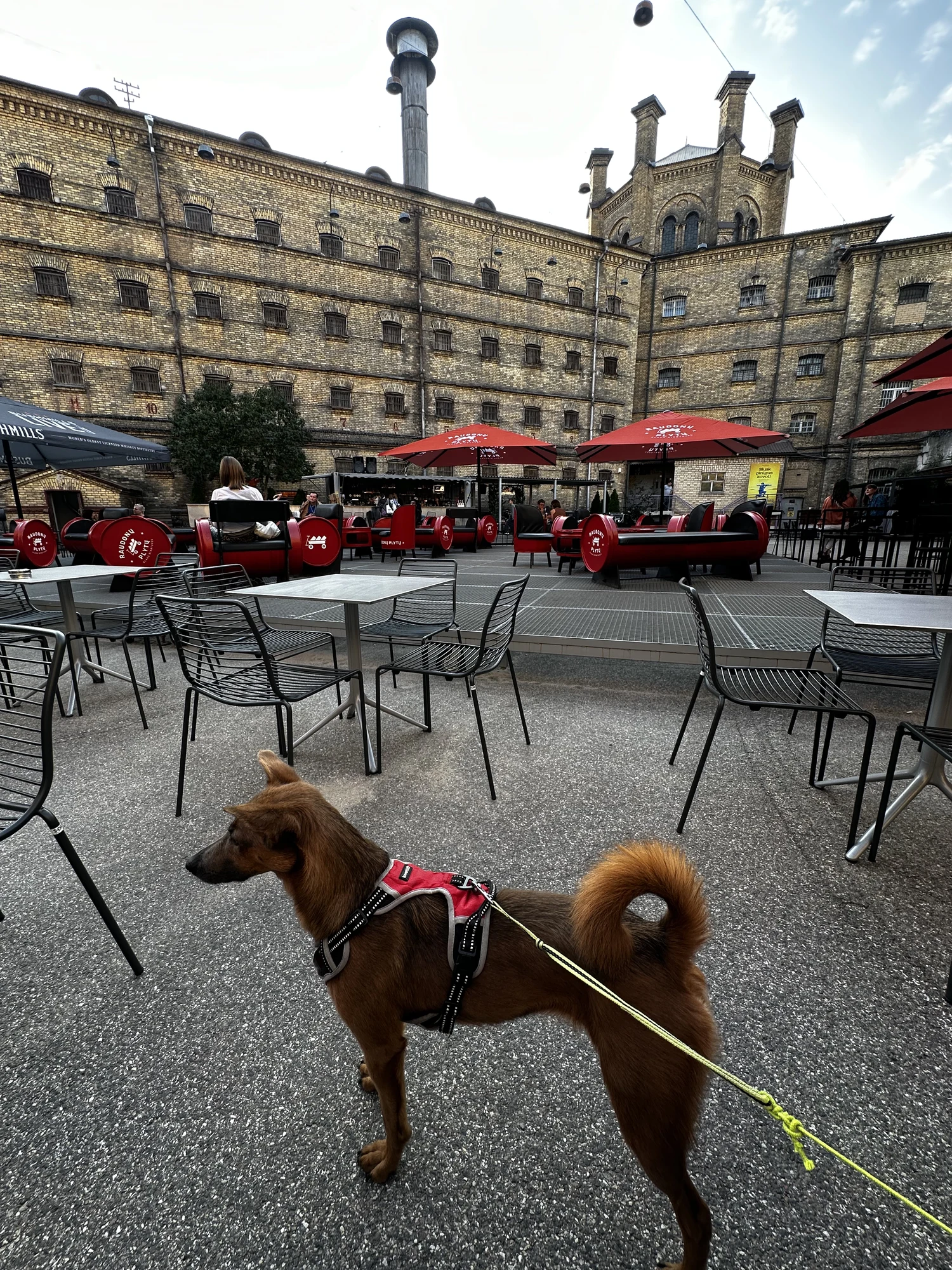 A brown dog with a red harness stands on a leash in the paved courtyard of Lukiškės Prison in Vilnius, with outdoor cafe tables and the yellow-brick prison building in the background.